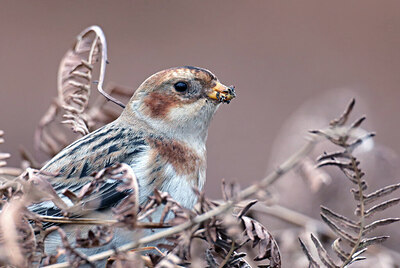 BUITEN BEELD Foto: 430725