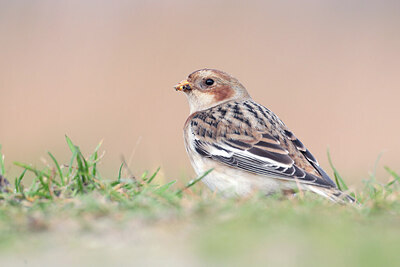 BUITEN BEELD Foto: 430728