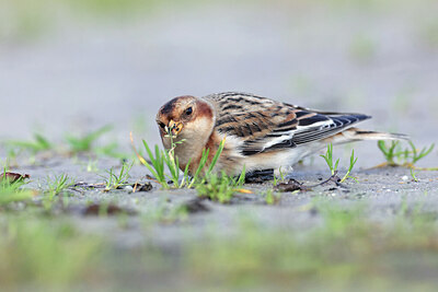 BUITEN BEELD Foto: 430733