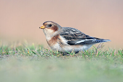 BUITEN BEELD Foto: 430737