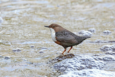 BUITEN BEELD Foto: 430741