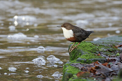 BUITEN BEELD Foto: 430743