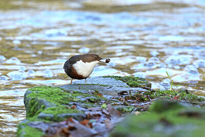 BUITEN BEELD Foto: 430745