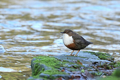 BUITEN BEELD Foto: 430746