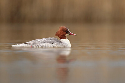 BUITEN BEELD Foto: 430755