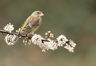 BUITEN BEELD Foto: 430758