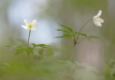 BUITEN BEELD Foto: 430762