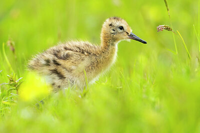 BUITEN BEELD Foto: 430764