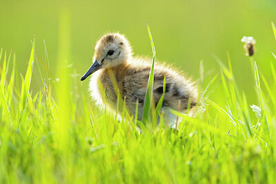 BUITEN BEELD Foto: 430767