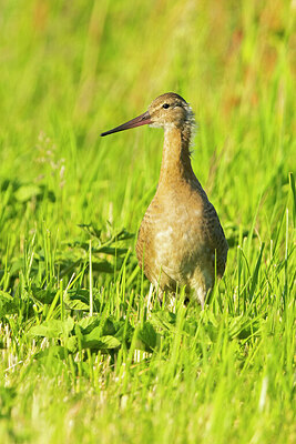 BUITEN BEELD Foto: 430770