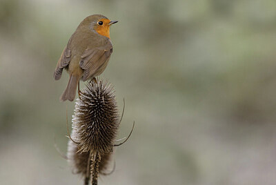 BUITEN BEELD Foto: 430785