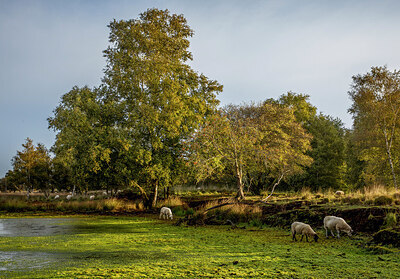 BUITEN BEELD Foto: 430796