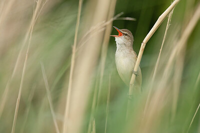 BUITEN BEELD Foto: 430807