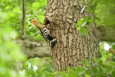 BUITEN BEELD Foto: 430811