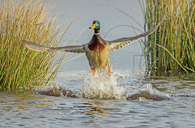 BUITEN BEELD Foto: 430854