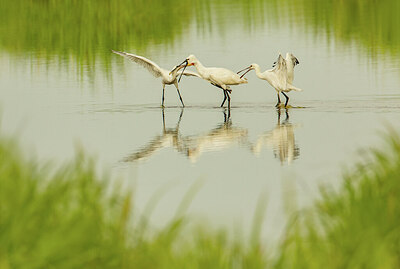 BUITEN BEELD Foto: 430858