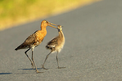 BUITEN BEELD Foto: 430862