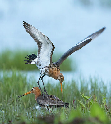 BUITEN BEELD Foto: 430866