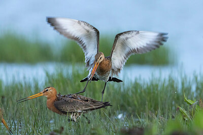 BUITEN BEELD Foto: 430867