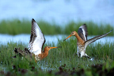 BUITEN BEELD Foto: 430868