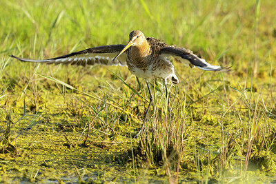 BUITEN BEELD Foto: 430872