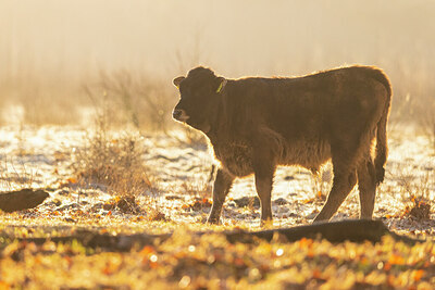 BUITEN BEELD Foto: 430874