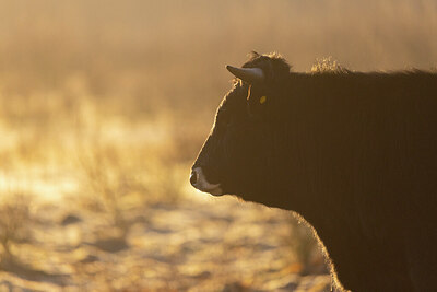 BUITEN BEELD Foto: 430875