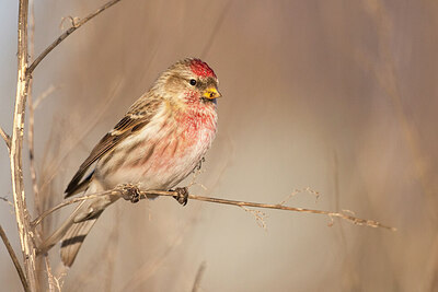 BUITEN BEELD Foto: 430877