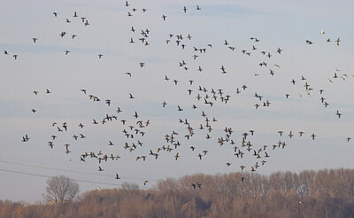 BUITEN BEELD Foto: 430879