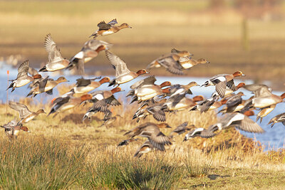 BUITEN BEELD Foto: 430882