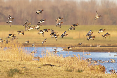 BUITEN BEELD Foto: 430883