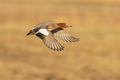 BUITEN BEELD Foto: 430885