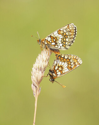 BUITEN BEELD Foto: 430916