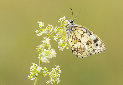 BUITEN BEELD Foto: 430917