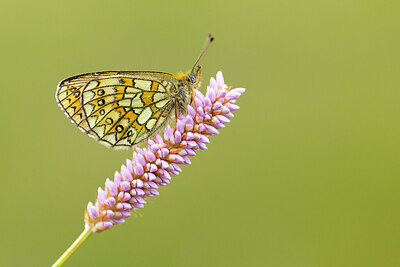 BUITEN BEELD Foto: 430921