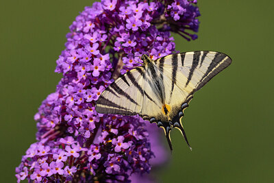 BUITEN BEELD Foto: 430927