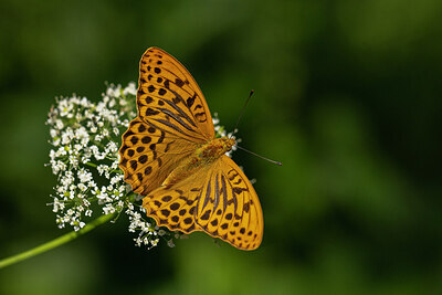 BUITEN BEELD Foto: 430928