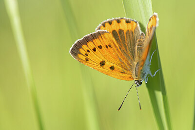 BUITEN BEELD Foto: 430931