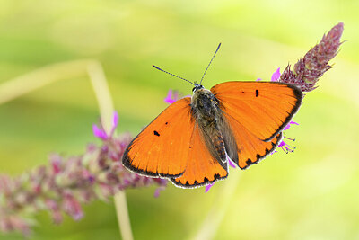 BUITEN BEELD Foto: 430932