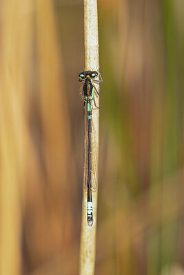 BUITEN BEELD Foto: 430935