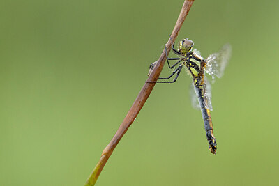 BUITEN BEELD Foto: 430962