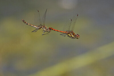 BUITEN BEELD Foto: 430964