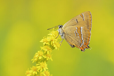 BUITEN BEELD Foto: 430965