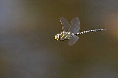 BUITEN BEELD Foto: 430972