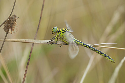 BUITEN BEELD Foto: 430993