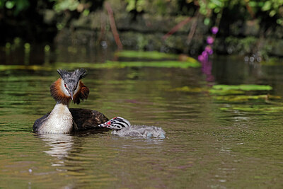 BUITEN BEELD Foto: 431109