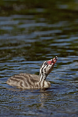 BUITEN BEELD Foto: 431111