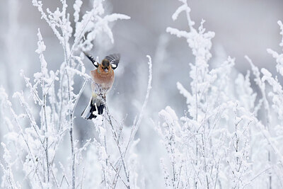 BUITEN BEELD Foto: 431127