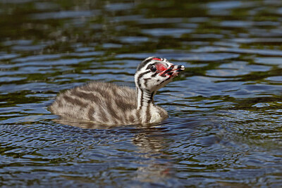 BUITEN BEELD Foto: 431129