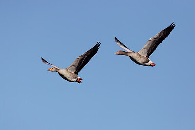 BUITEN BEELD Foto: 431133